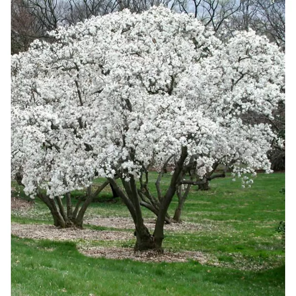 Magnolia stellata 'Royal Star' 40-60 C4L