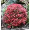 Pieris japonica 'Mountain Fire' 20-30 VKR3L
