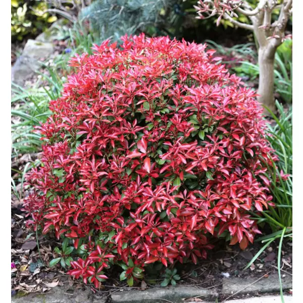 Pieris japonica 'Mountain Fire' 20-30 VKR3L