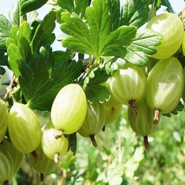 Ribes uva-crispa 'Hinnonmaeki 'Grun' 20-30 RP1L