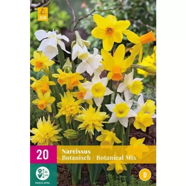 Karta XXL - Narcis-Botanical Mix(20 cibulí) "D"