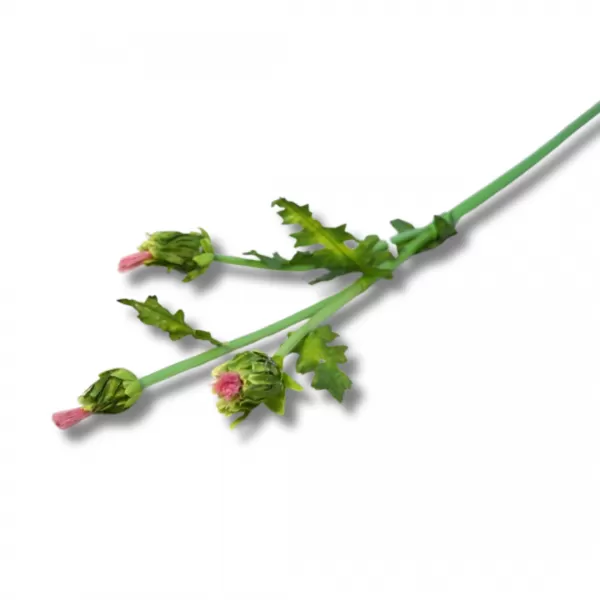 Dekorace - Bodlák 54cm