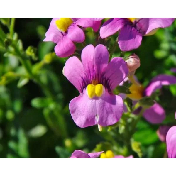 Nemesia fruticans