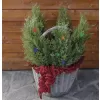 EMOS 50LED SOLAR TREE S/5 WW DCTW24