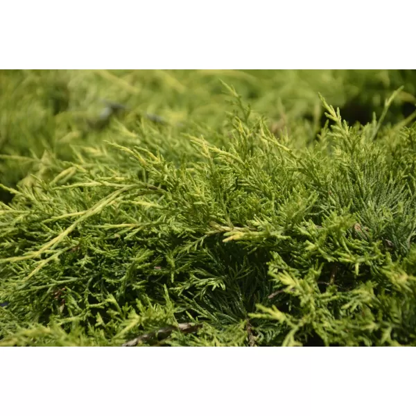 Juniperus media 'Old Gold' 20-30 C2L