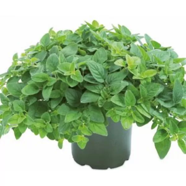 Koření Origanum vulgare 'Margeritha' P12