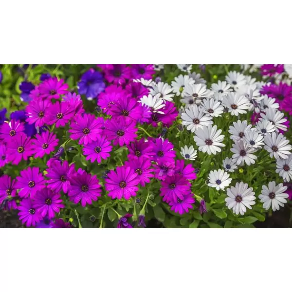Osteospermum
