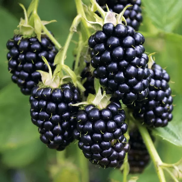 Rubus fruticosus 'Black Satin' 30-40 RP2L
