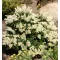 Pieris japonica 'Prelude' 20-30 C3L