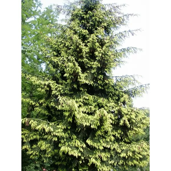 Picea orientalis Aurea 20-30 C5L