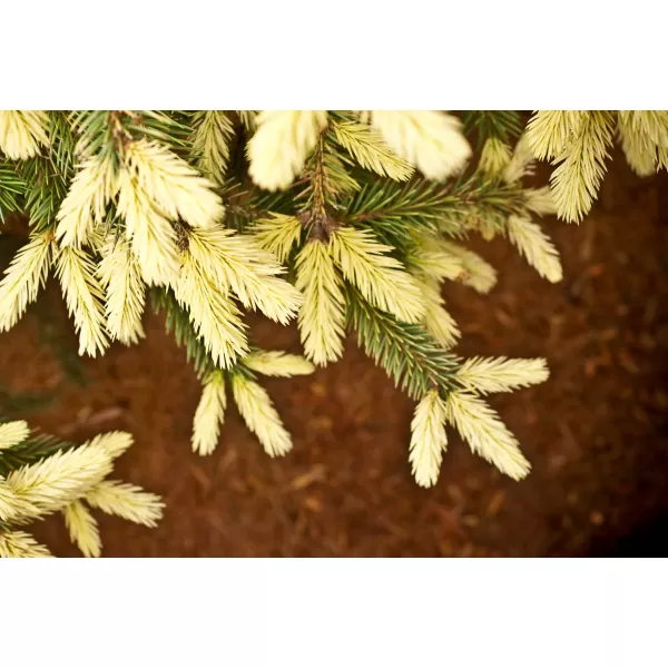 Picea pungens 'Early Gold' 40-60 C7,5L