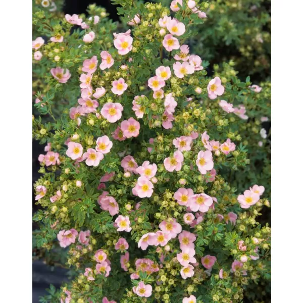 Potentilla fruticosa 'Pink Queen' 20-30 C1,5L
