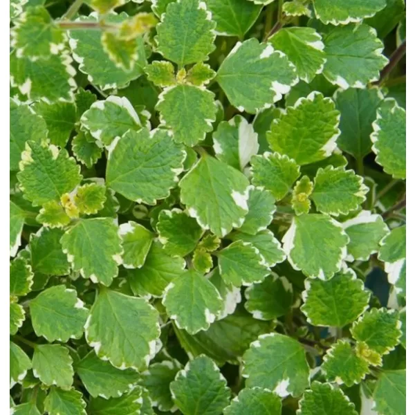 Plectranthus 11cm