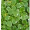 Plectranthus 11cm