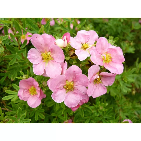 Potentilla frut. 'Pink Queen' 20-30 C1,5L
