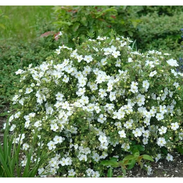 Potentilla frut. 'Abbotswood' 20-30 C1,4L