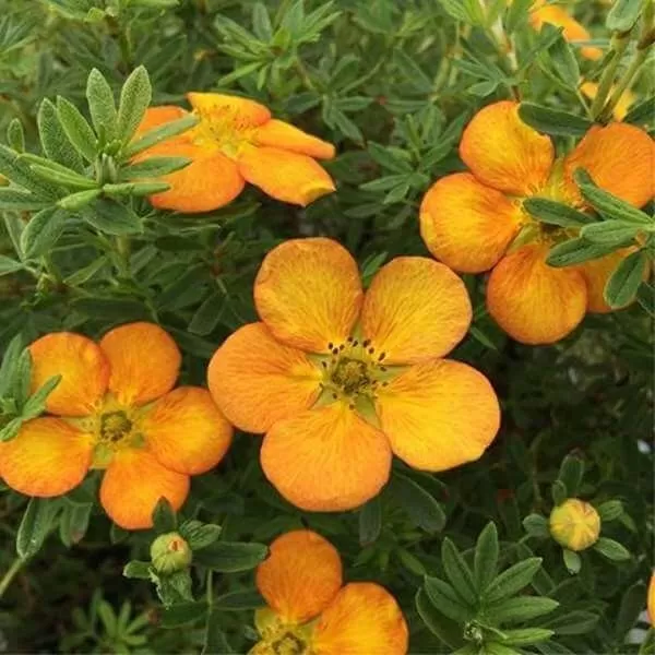 Potentilla frut. 'Bella Sol' 20-30 C1,4L