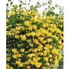 Lonicera pericl.Graham Thomas 40-60 RP 1,6L