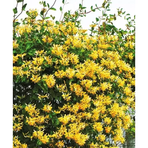 Lonicera pericl.Graham Thomas 40-60 RP 1,6L