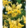 Lonicera pericl.Graham Thomas 40-60 RP 1,6L