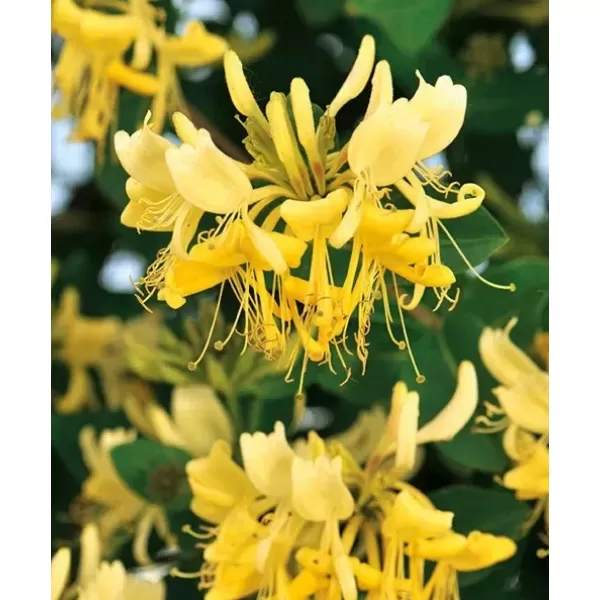 Lonicera pericl.Graham Thomas 40-60 RP 1,6L