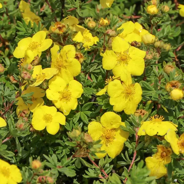 Potentilla frut. 'Goldstar' 20-30 C1,4L