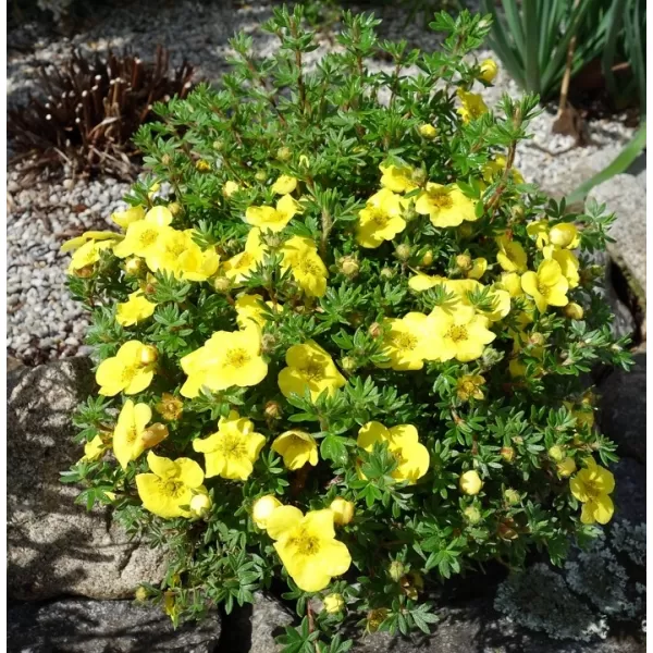Potentilla frut. 'Kobold' CC MIX 04 list. 20-30 C1,4L žlutá