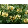 Lonicera pericl.Graham Thomas 40-60 RP 1,6L