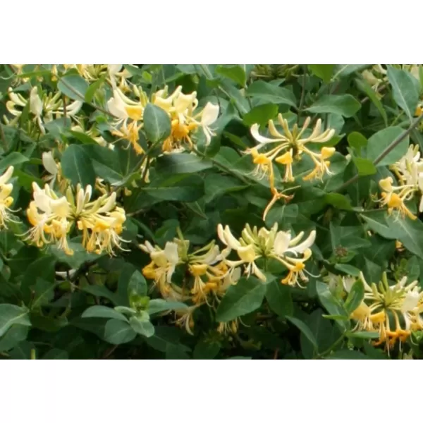 Lonicera pericl.Graham Thomas 40-60 RP 1,6L