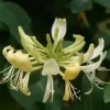 Lonicera pericl.Graham Thomas 40-60 RP 1,6L