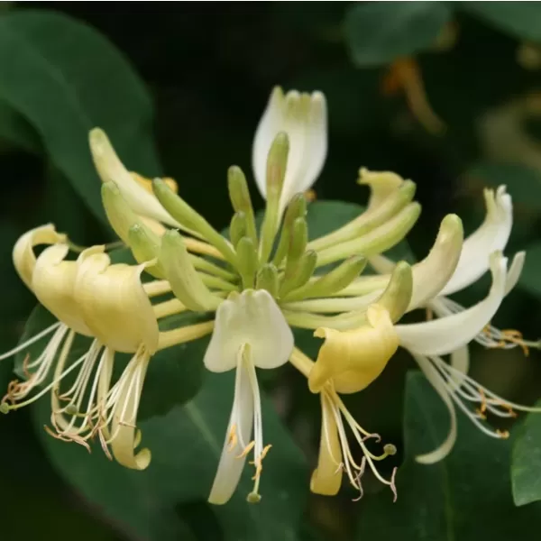 Lonicera pericl.Graham Thomas 40-60 RP 1,6L