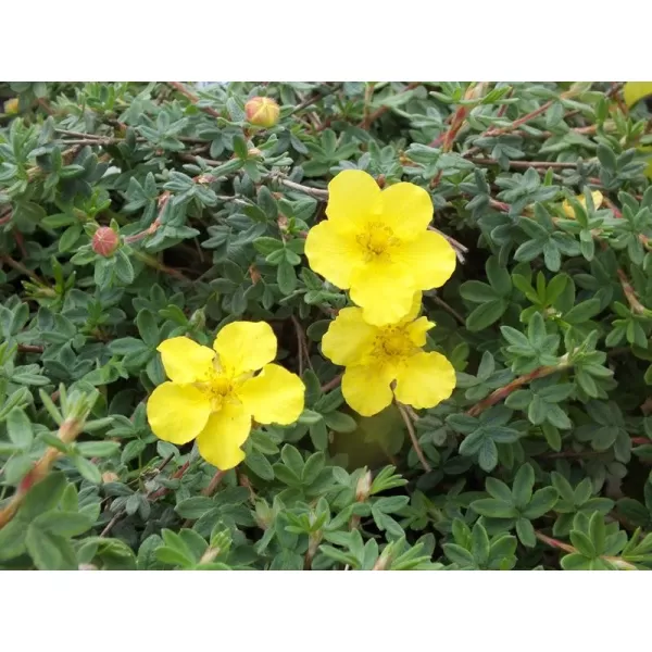 Potentilla frut. 'Med.Wheel Mount'