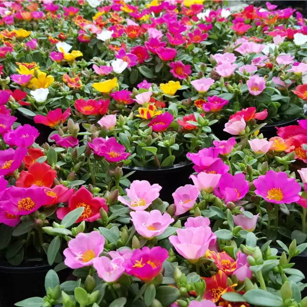 Portulaca - Šrucha