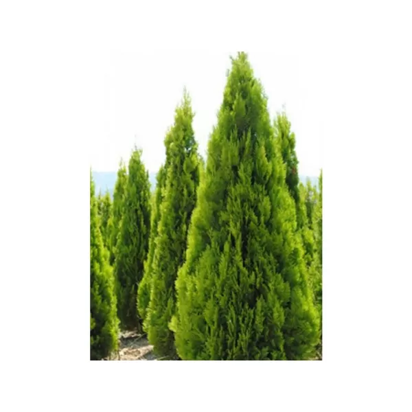 Thuja orient. 'Pyramidalis Aurea' 20-30 C2L
