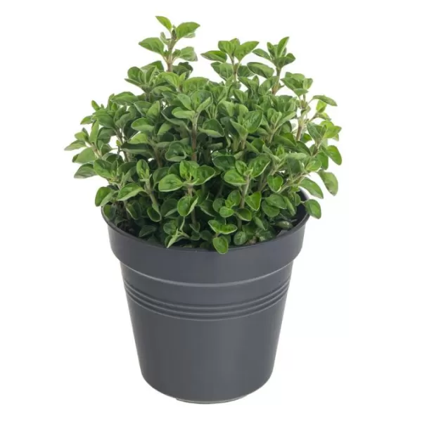 Koření - Origanum vulgare 'Margeritha' (oregano obecné)