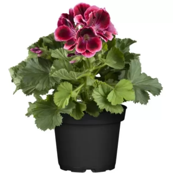 Pelargonie GRANDIFLORUM K14
