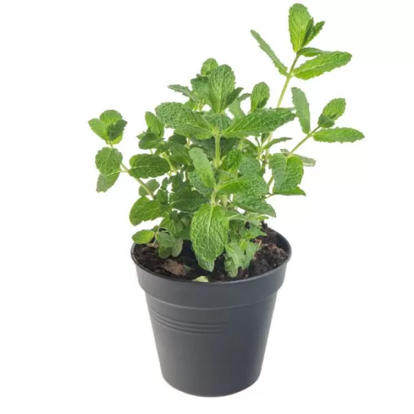 Koření - Satureja douglasii 'Indian Mint' (indiánská máta)