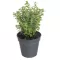 Koření - Origanum majorana 'Venezia' (majoránka zahradní)