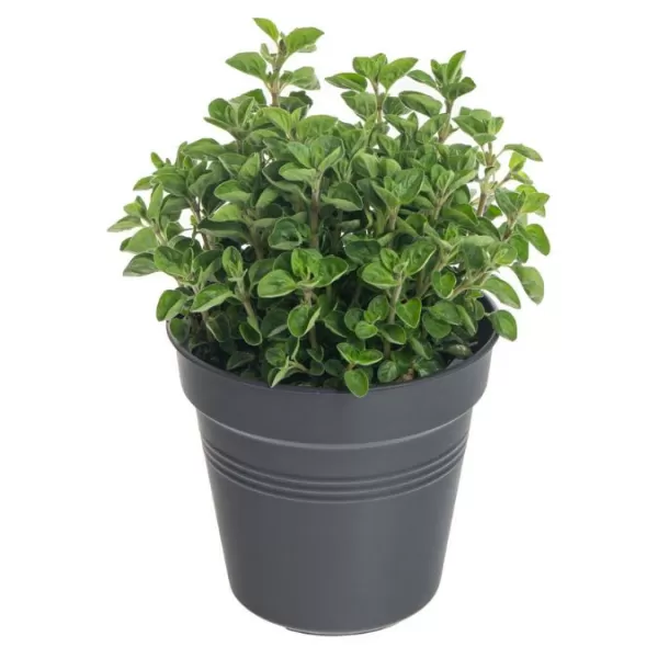 Koření Origanum vulgare Panta P12