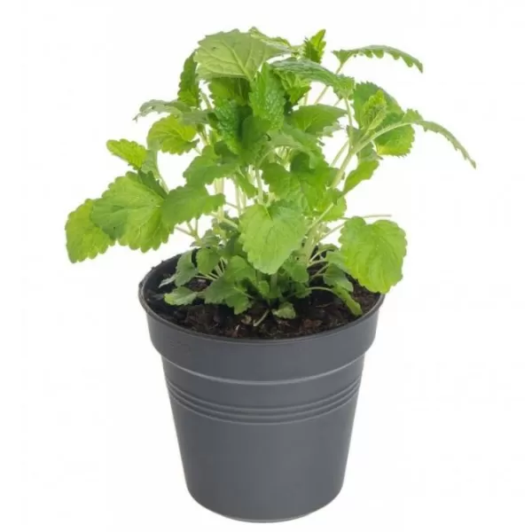 Koření - Melissa officinalis 'Relax' (meduňka lékařská)
