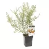 Hippophae rhamnoides 'Leikora' 30-40 RP2L