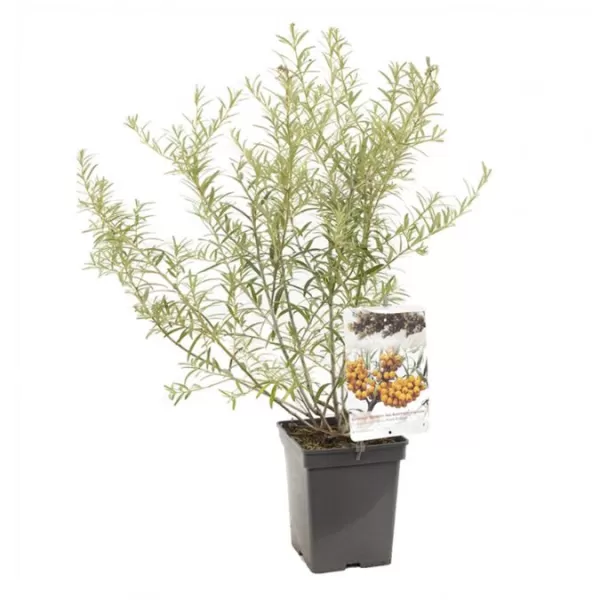 Hippophae rhamnoides 'Leikora' 30-40 RP2L