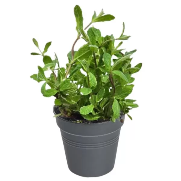 Koření Mentha suaveolens Pinedo P12