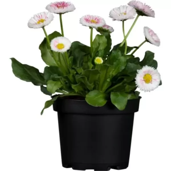 Bellis - Sedmikráska K11