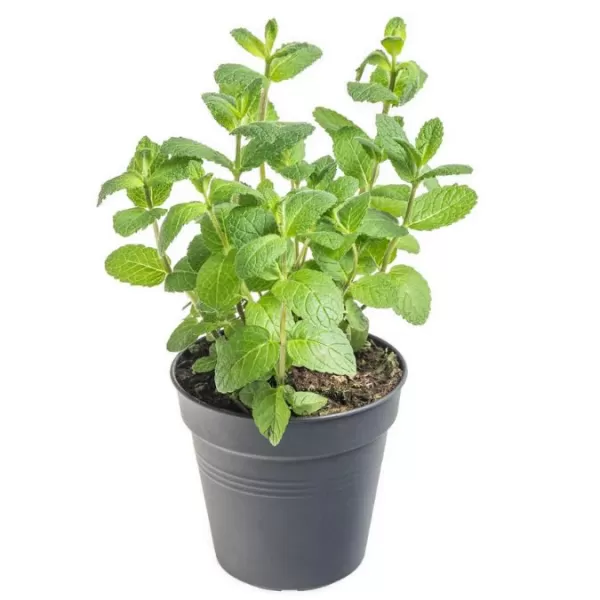 Koření Mentha piperita Multimentha P12