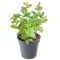 Koření Mentha piperita Multimentha P12