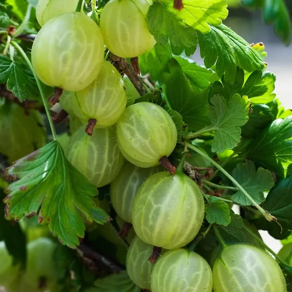 Ribes uva-crispa 'Hinnonmaeki 'Gul' 30-40 RP2L