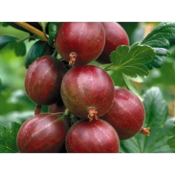 Ribes uva-crispa 'Hinnonmaeki 'Rod' 20-30 RP1L