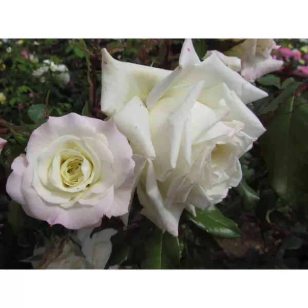 Rosa 'Climbing White' BÍLÁ RP 3 L