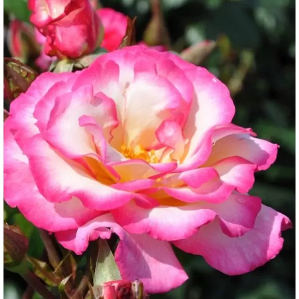 Rosa (K) 'Libretto' C3L